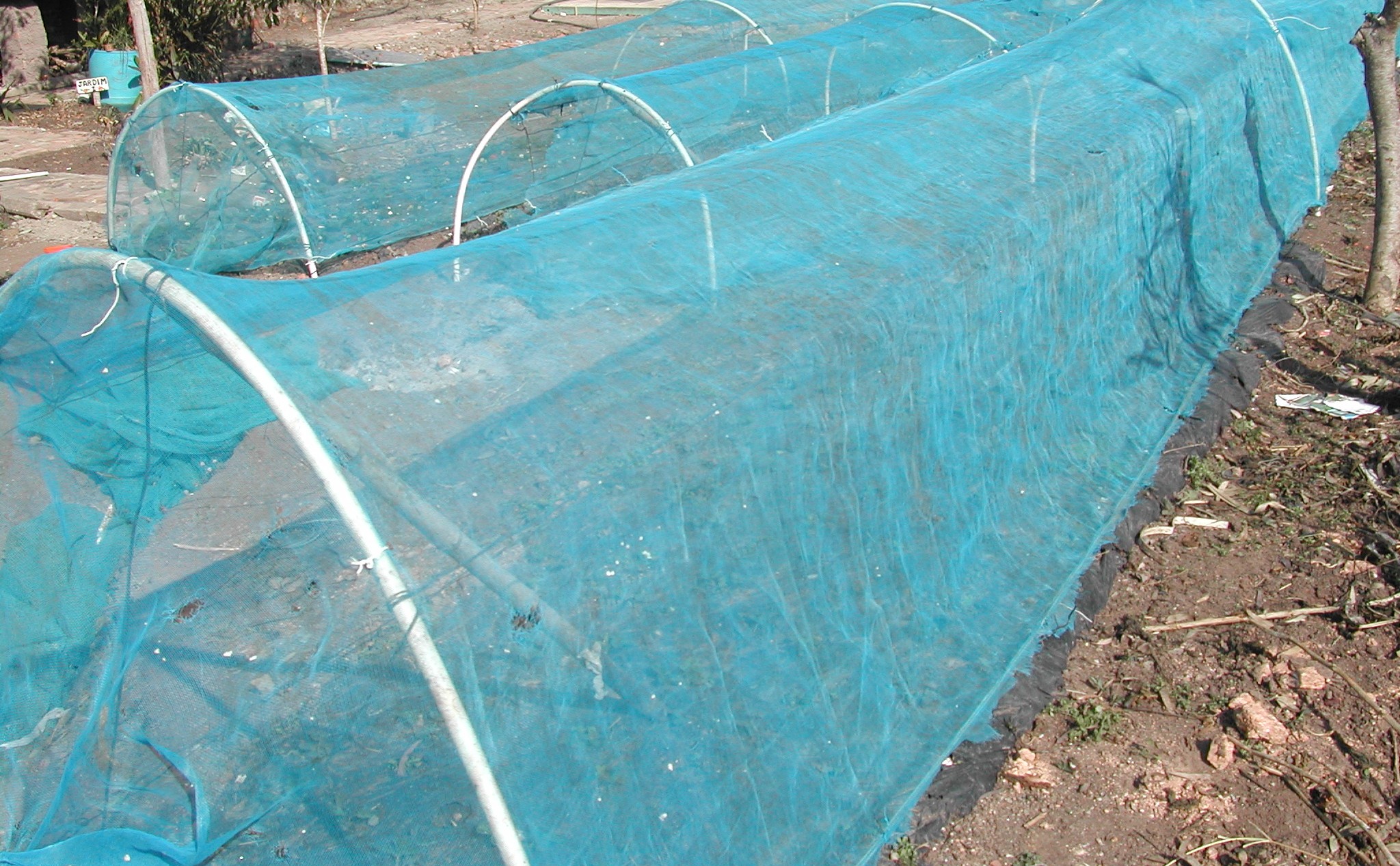 CANTEIROS EM ESTRUTURA ORGNICA ELEVADA  COM VRIOS NVEIS DE COMPOSTOS ORGNICOS EM SEU INTERIOR - AUMENTO DA TEMPERATURA DO SOLO NO INVERNO -  COBERTOS COM TEIA AZUL IRRADIANTE PARA A PRODUO DE TOMATE CEREJA.ST/CG/AM,PQR-RMCTBA-PR-BR,2012.